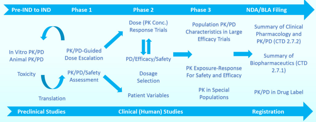 A diagram of the phases in clinical human studies.